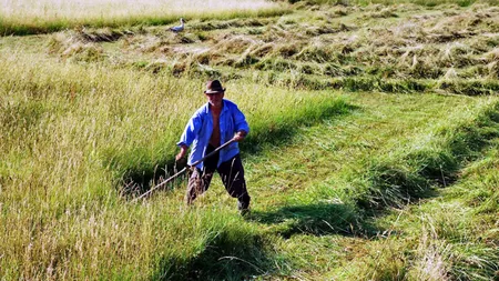 Un gorjean a murit în timp ce se afla la coasă: A întărâtat un cuib de... FOTO
