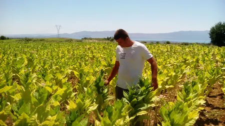 Oferta de muncă pentru ingineri agronomi: 3.000 de lei 