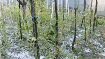 Grindina a făcut prăpăd în Dâmboviţa. Gheaţa cât oul de porumbel a distrus grădinile VIDEO