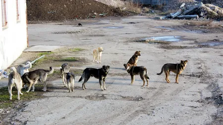 Scene de groază la Rădăuţi. Miei omorâţi de o haită de maidanezi