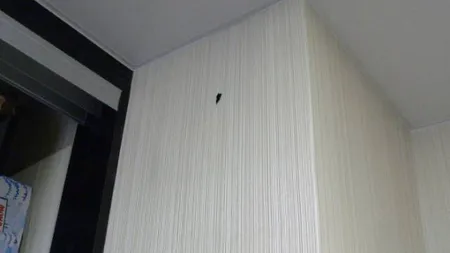 Au fost uimiţi când au ajuns acasă şi au găsit o GAURĂ în PERETE: Era ceva viu acolo FOTO