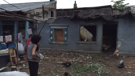 O femeie din sectorul 4 al Capitalei trăieşte cu UN ŢAP în casă VIDEO