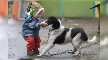 Aplicaţiile care te apără de câini