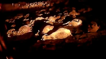 80 de oi, UCISE pe loc de TRĂSNET în Munţii Bucegi VIDEO
