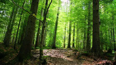 O fundaţie vrea să cumpere 100.000 de hectare de pădure în România