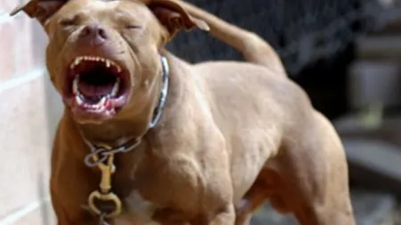 Femeie atacată de pitbull în stradă, la Braşov