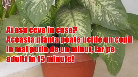 Ai aşa ceva în casă? Această plantă poate ucide un copil în mai puţin de un minut, iar pe adulţi în 15 minute