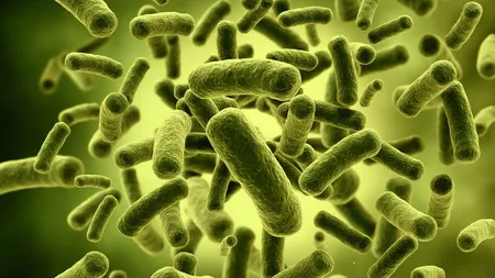 Probioticele pot atenua simptomele rinitelor alergice