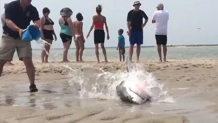 Imagini inedite pe o plajă din SUA. Un rechin alb a fost salvat de turişti VIDEO