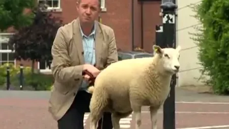 Moment amuzant în timpul unui reportaj BBC. Un miel îşi face nevoile pe reporter VIDEO