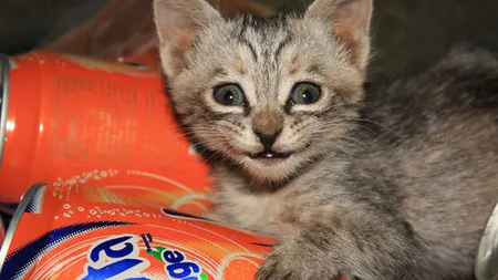 Cele mai amuzante PISICI de pe internet. Animale care zâmbesc şi te scapă de stres FOTO