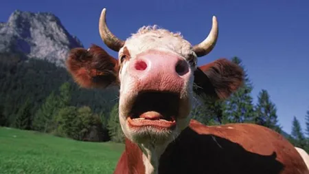 Răzbunare pe vacile VECINULUI: O femeie le-a dat flori cu ace animalelor