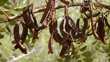 PLANTA pe care orice persoană trebuie să o consume. Are gust de ciocolată