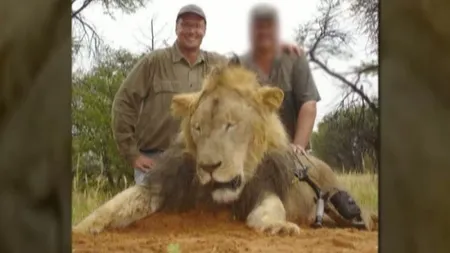 Leul Jericho, fratele leului Cecil, a fost ucis ilegal în Zimbabwe