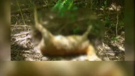 Braconieri prinşi de poliţie în timp ce torturau animalele