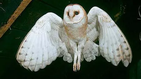 Un exemplar din bufniţa Tyto alba a fost descoperit în Puerto Rico