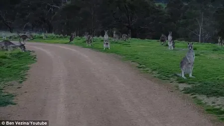 Clipe de coşmar: Cum s-a descurcat un biciclist printre cangurii furioşi VIDEO