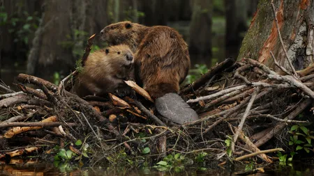 Castorii au revenit în Lunca Mureşului, după 200 de ani