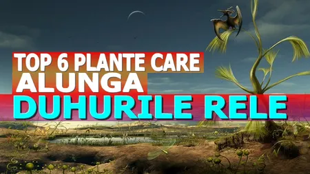 Top 6 plante care alungă DUHURILE RELE