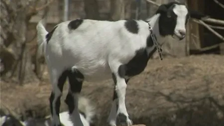 Caprele care leşină, animalul de companie favorit al americanilor excentrici VIDEO