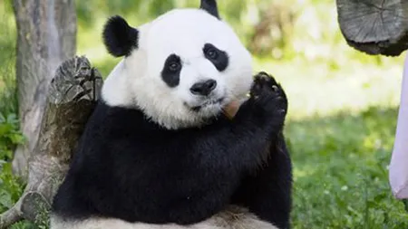 Doi pui de urs panda gigant s-au născut la ZOO din Washington