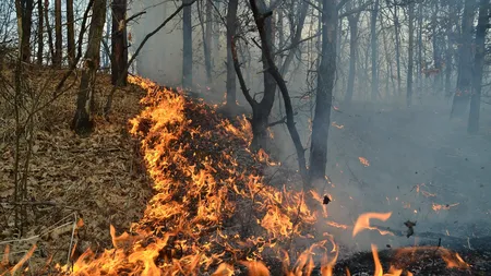 Două femei au dat foc la o pădure după ce au vrut să pregătească un grătar