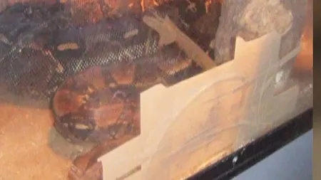 Un şarpe boa de la Grădina Zoologică Bârlad, într-un terariu lipit cu bandă adezivă