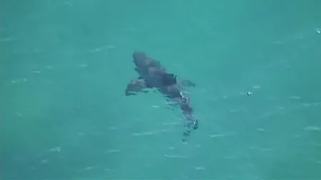 Surfer, atacat de un RECHIN. A scăpat cu viaţă ca prin MINUNE VIDEO