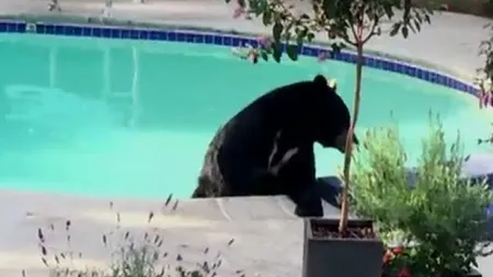 Urs sălbatic, dar cu pretenţii. S-a bălăcit într-o piscină şi a testat jacuzzi-ul VIDEO