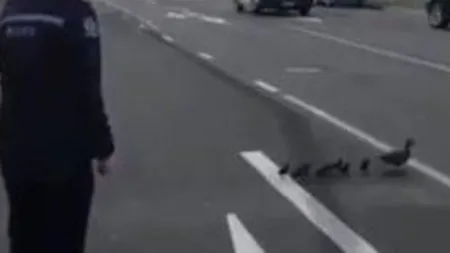 Raţe în trafic. Poliţia a oprit circulaţia, pentru ca o raţă şi bobocii săi să traverseze strada VIDEO