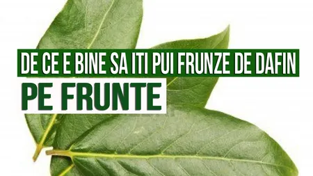 De ce e bine să îţi pui FRUNZE DE DAFIN pe frunte