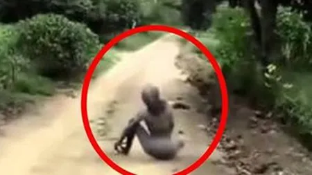Filmare şocantă din Junglă. Îţi îngheaţă sângele în vene după ce vezi imaginile