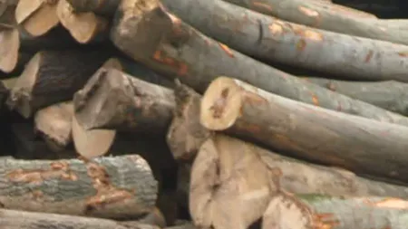 Un copil de patru ani a murit după ce o stivă de lemne s-a prăbuşit peste el