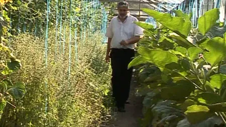 Imaginaţia inginerilor buzoieni a doborât orice barieră. Au inventat pepenele cu gust de CONIAC VIDEO