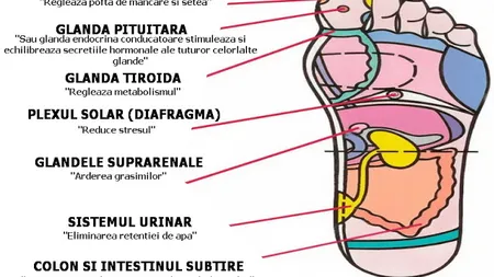 Cele şapte puncte miraculoase din talpa piciorului stâng care te scapă de dureri