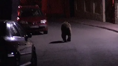 Un urs se plimbă nestingherit prin Buşteni VIDEO
