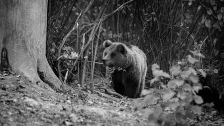 Vânat la ofertă pentru străini. Vezi cât plătesc aceştia pentru a împuşca un urs în România