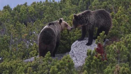 Wild Carpathia, încep filmările la episodul 4. Braşovul, bază pentru noul documentar din celebra serie