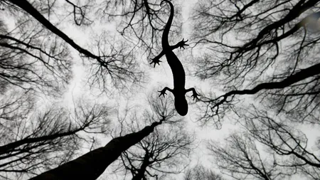Câştigătorul concursului Wildlife Photographer of the Year 2015 este canadianul Don Gutoski FOTO