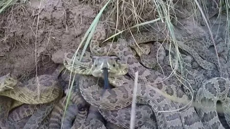 Invazie de şerpi într-o comună din judeţul Alba. Autorităţile caută o soluţie