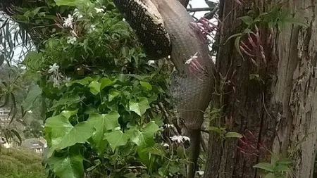 Un piton înghite cu totul un oposum. Imagini incredibile VIDEO