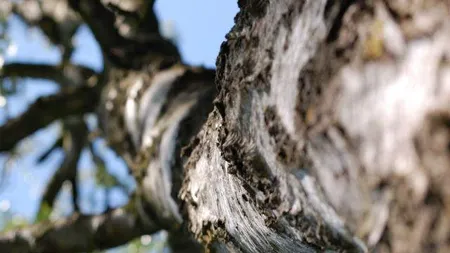 Primăriile, obligate să ţină evidenţa arborilor excepţionali. Ce amenzi urmează să primească