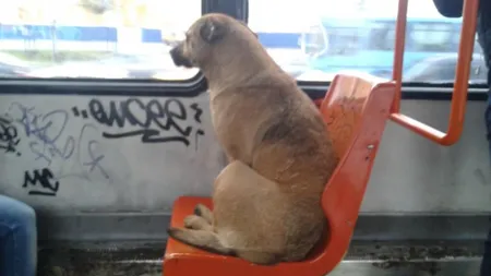 În ce oraş din România câinii pot circula cu autobuzele dacă-şi cumpără bilet