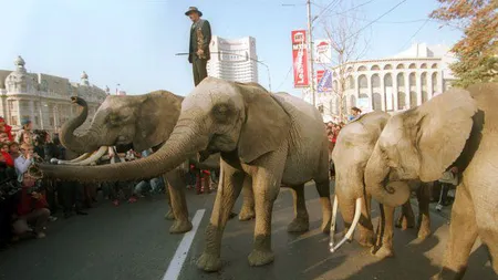 Elefanţi şi zebre în Parcul Tineretului. Se dă startul unei noi stagiuni a Circ & Variete Globus Bucureşti