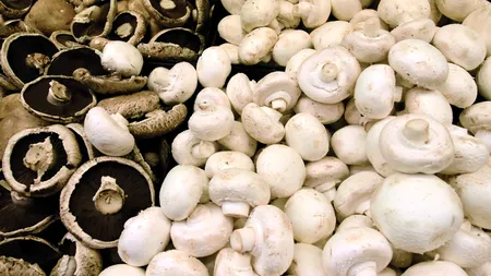 Îţi plac ciupercile? Iată cum să le alegi şi să le păstrezi!