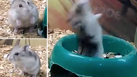 Hamsterul psihopat care face senzaţie pe internet. Cum se distrează animalul în cuşcă VIDEO