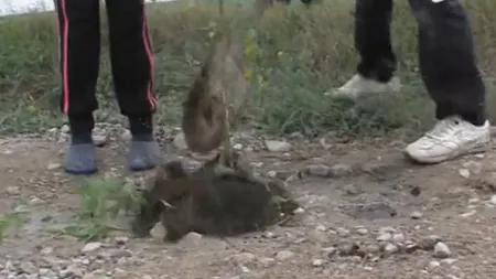 Copaci plantaţi în gropile de pe un drum judeţean, în semn de protest faţă de starea proasta a acestuia