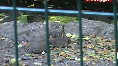 Invazie de şobolani în parcul Cişmigiu VIDEO CAMERA ASCUNSĂ