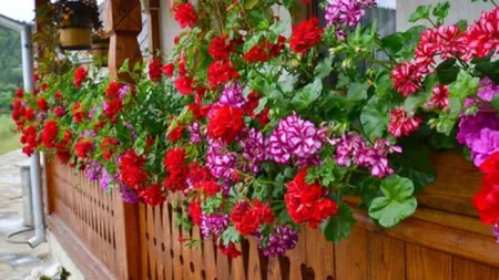 Muşcatele, plantele care dau culoare şi lumină casei tale. Sfaturi pentru îngrijire în sezonul rece
