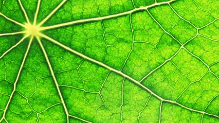 Cercetătorii au creat materialul care poate imita procesul de fotosinteză